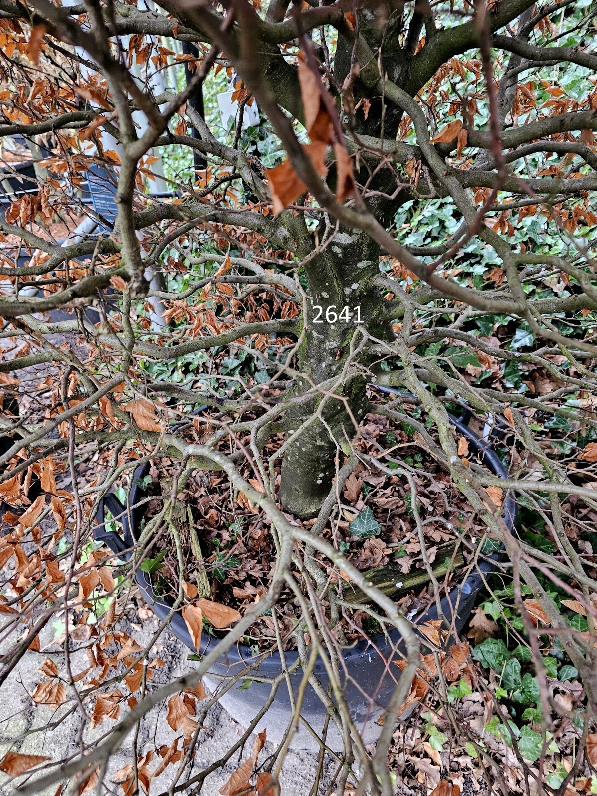 Ausgewachsene Kugelbuche 120-140 cm rund