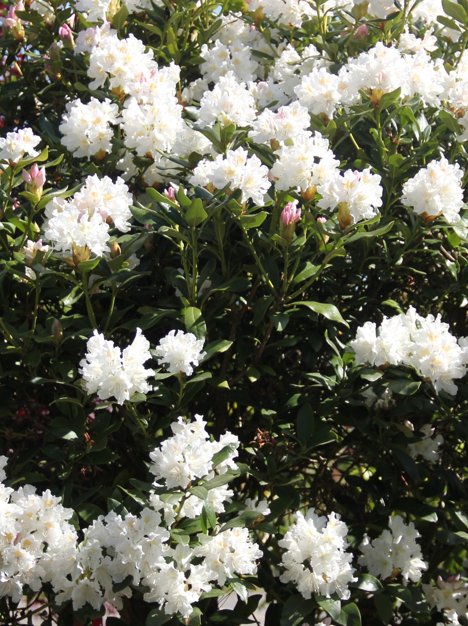 Ein schner ausgewachsener groer mehrstmmiger Rhododendron
