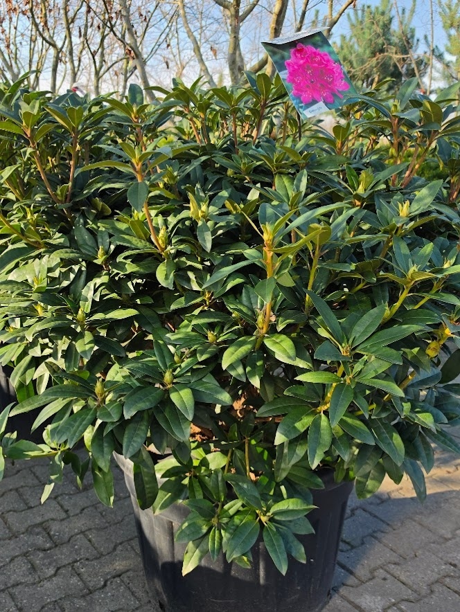 homöopathie thuja psyche Kartenset Homöopathische Symbolapotheke: Psyche und Gemüt main image 0
