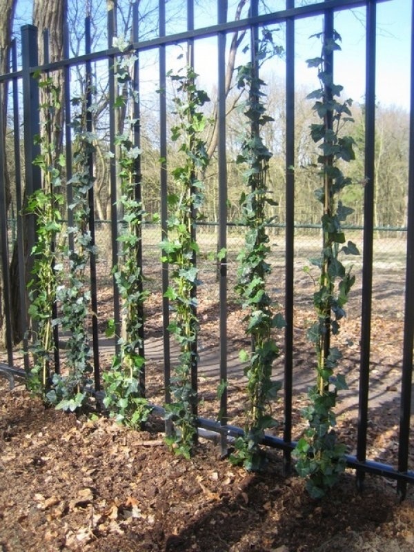Klimop helix, Hedera helix kopen