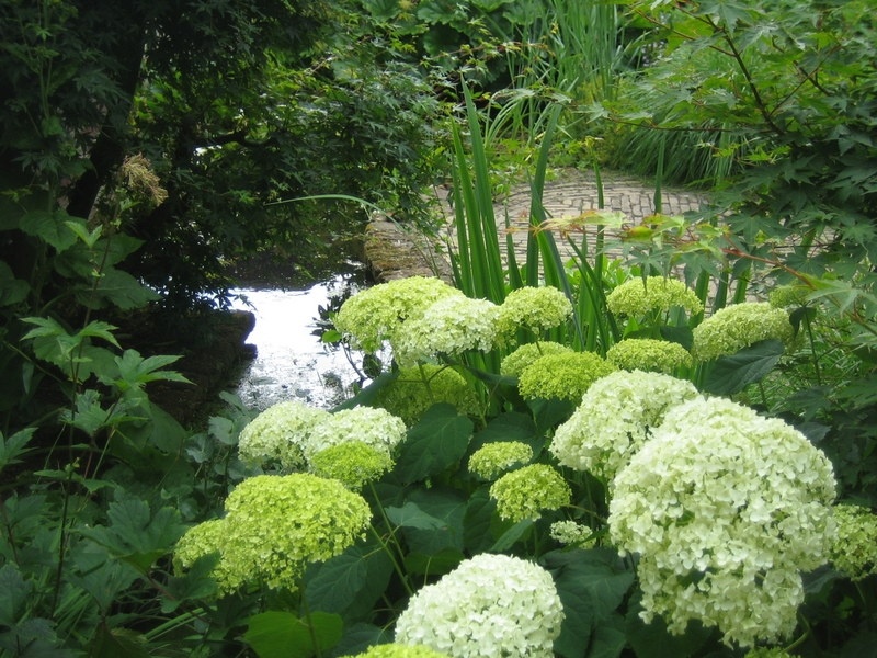 Amerikaanse Hortensia 'Annabelle', Hydrangea arborescens 'Annabelle' kopen