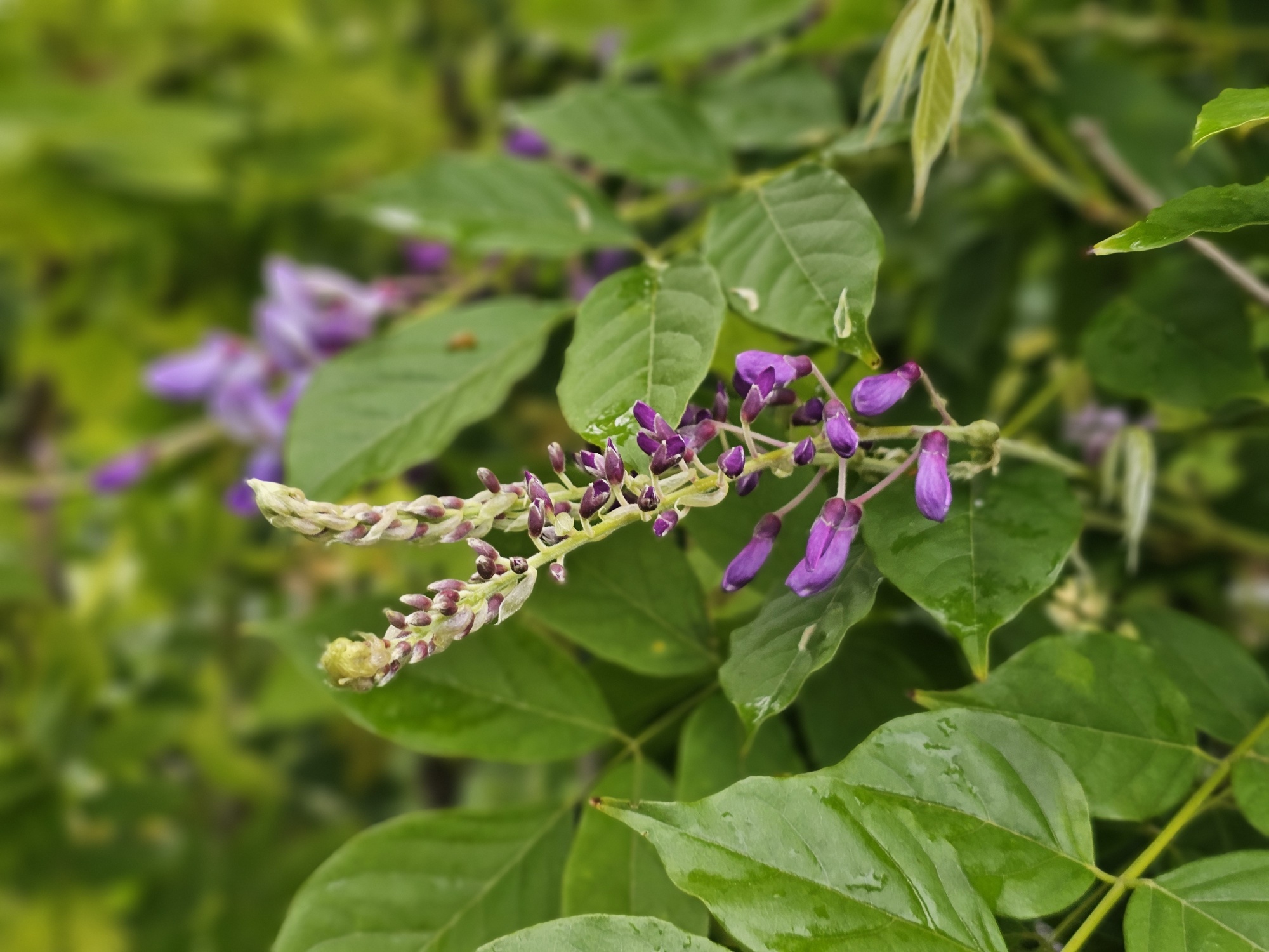 Blauwe Regen 'Issai', Wisteria formosa 'Issai' kopen
