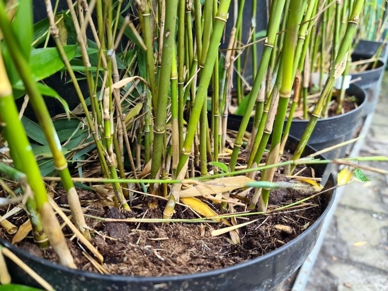 Japanse bamboe 'Lancaster 1', Fargesia denudata 'Lancaster 1' kopen