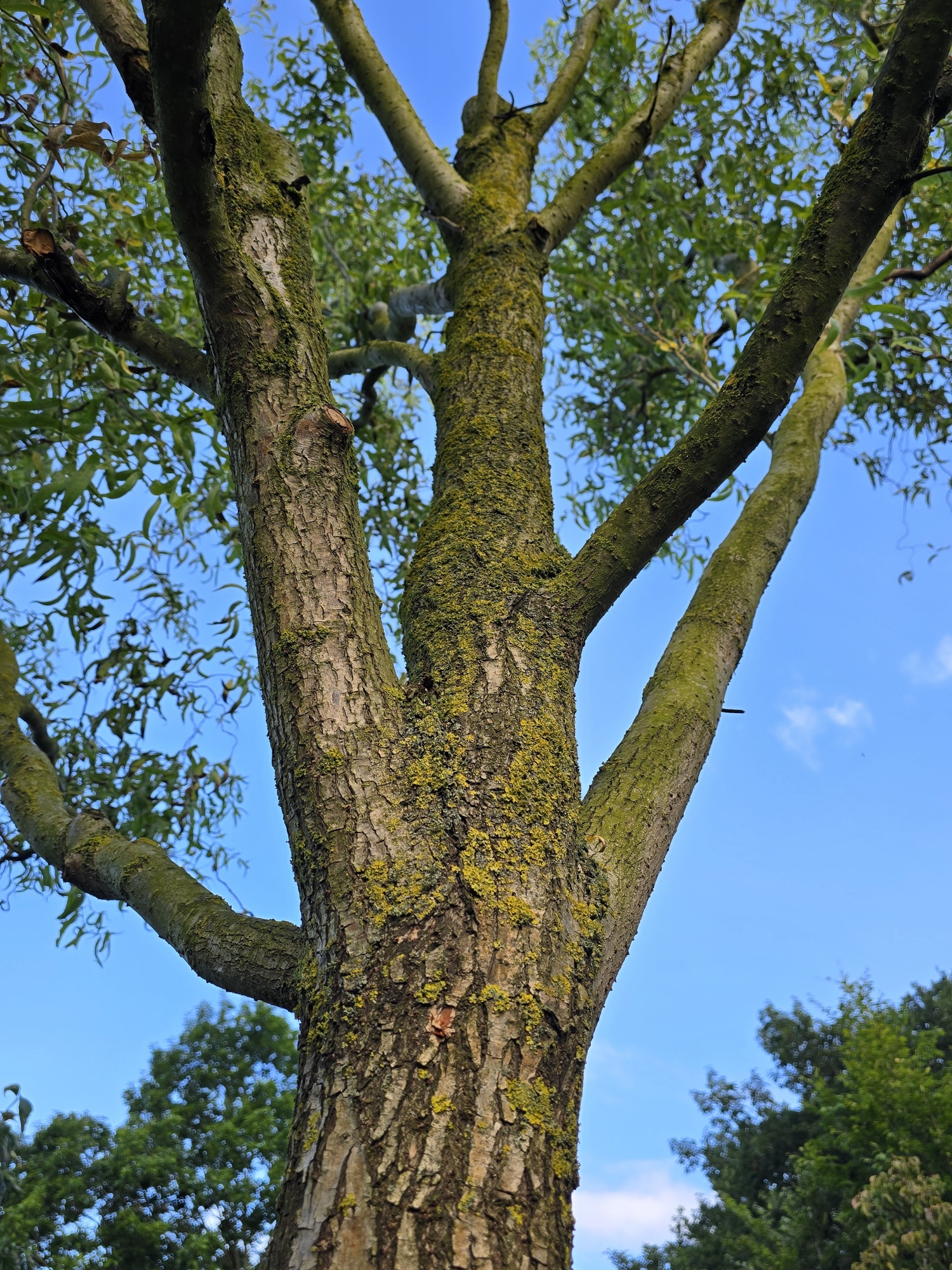 Mchten Sie eine groe Korkenzieherweide mit tollen Osterzweigen kaufen?
