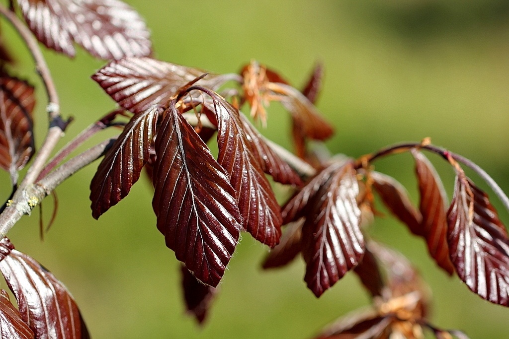 Fagus sylvatica 'Purple Fountain' ist ein attraktiver Trauerbaum