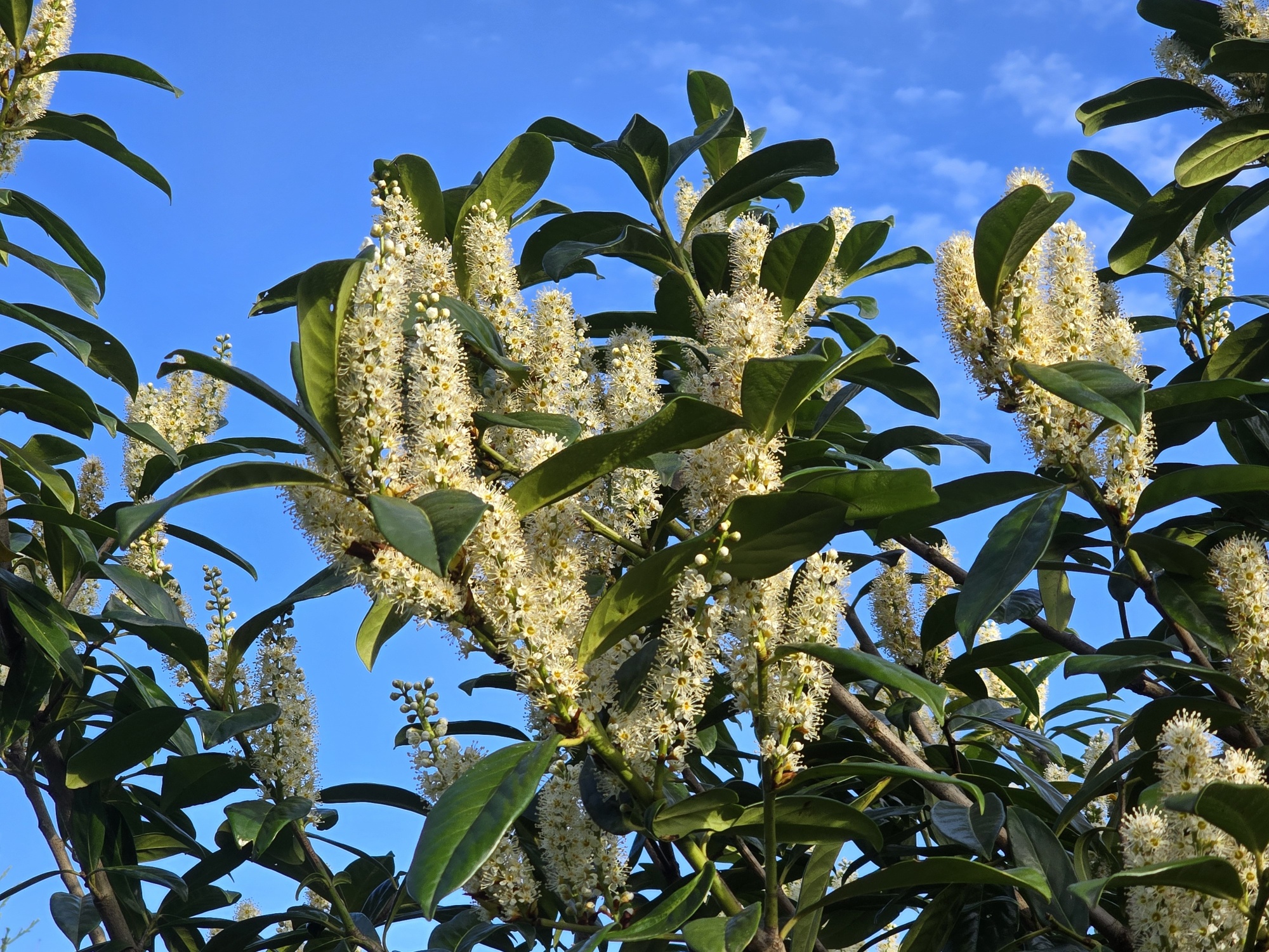 Mchten Sie einen groen Prunus laurocerasus 'Rotundifolia' kaufen?