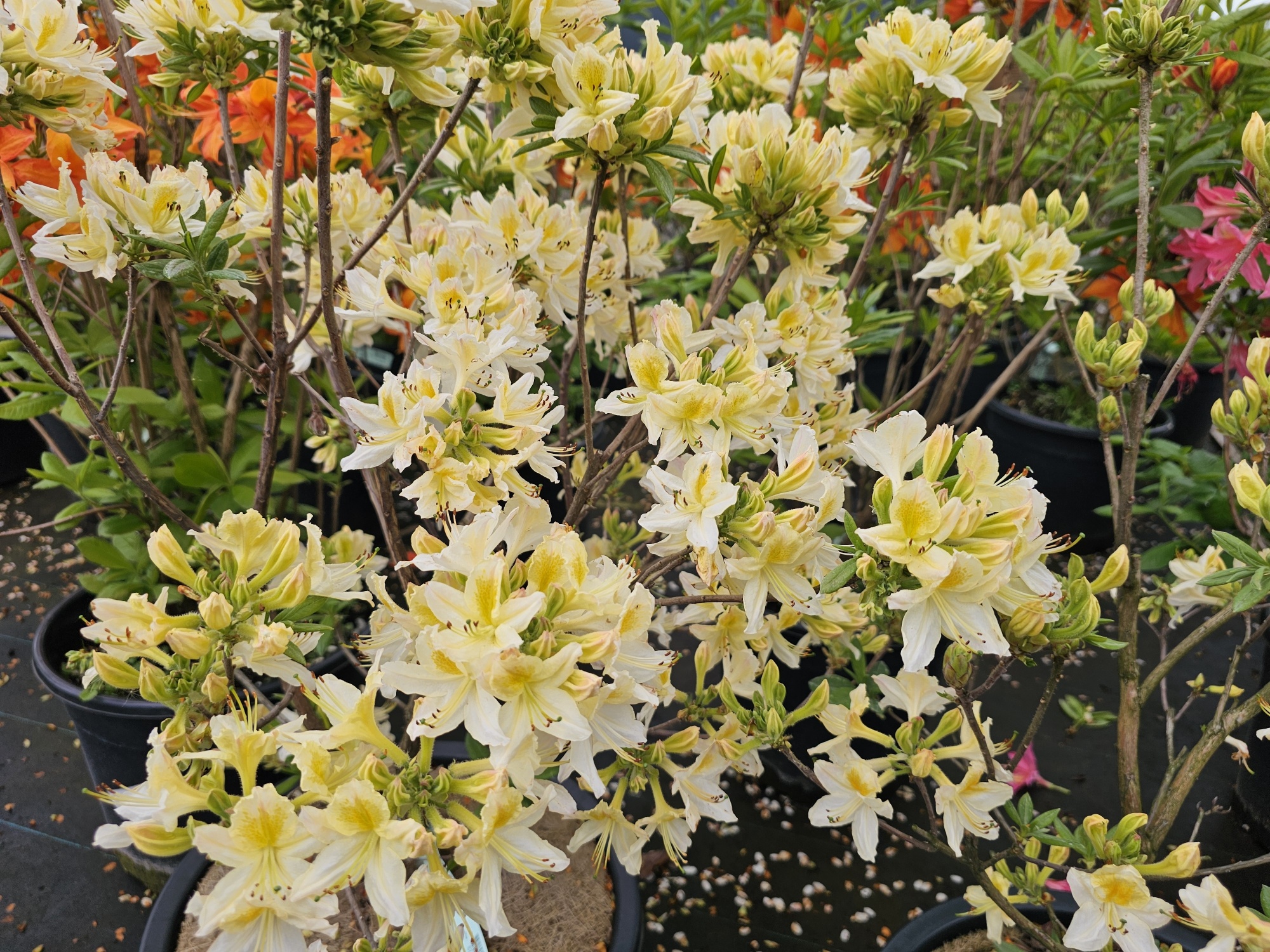 Azalea 'Daviesii', Rhododendron (AP) 'Daviesii' kopen