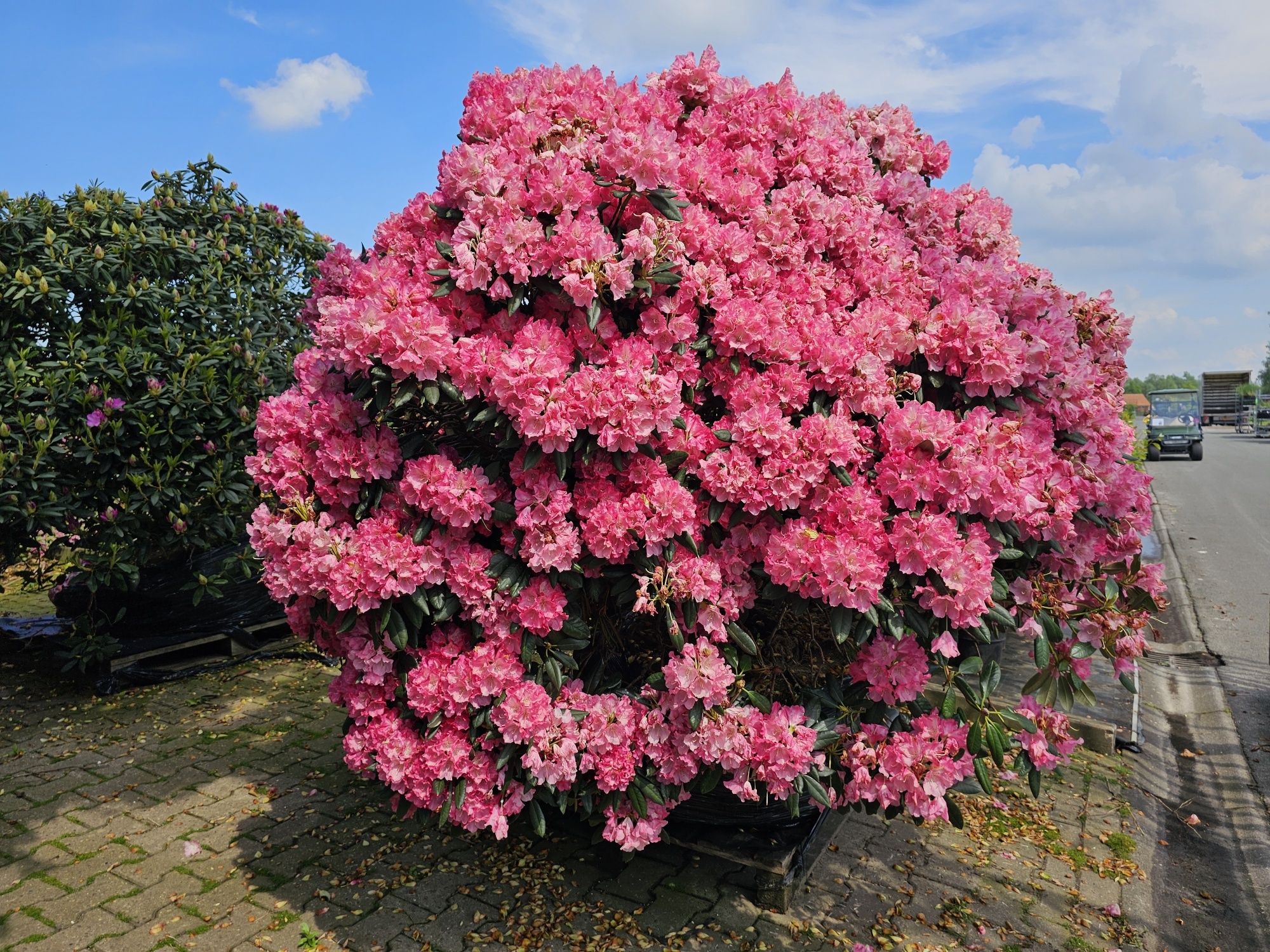 Rododendron 'Sonatine' Rhododendron Yakushimanum 'Sonatine'