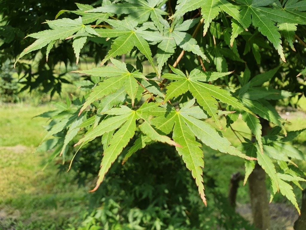 Mchten Sie einen einzigartigen japanischen Ahorn-Bonsai kaufen? | Ten  Hoven Bomen