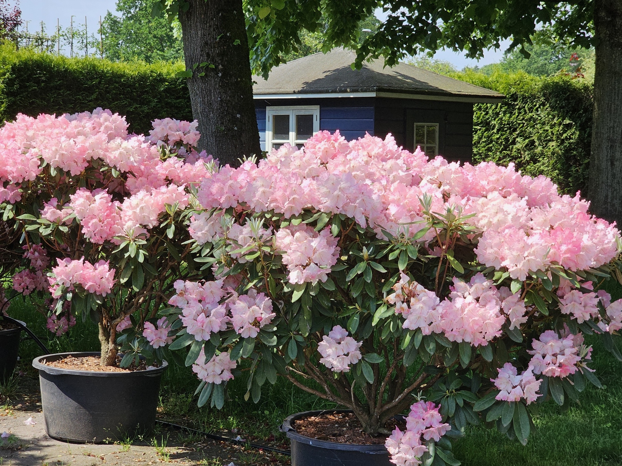 Ein schner Rhododendron