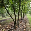 Platanus x Hispanica - 3
