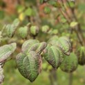 Cercidiphyllum japonicum - Foto 3