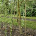Salix x sepulcralis 'Chrysocoma' - 3