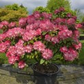 Rhododendron Yakushimanum'Marlis' - 3