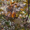 Acer palmatum 'Bloodgood' - Foto 3