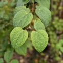 Cercidiphyllum japonicum - Foto 1