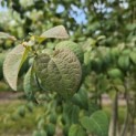 Cercidiphyllum japonicum - Foto 1