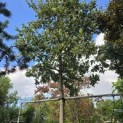 Quercus Ithaburensis 'Hemelrijk Silver. - 1