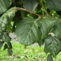 Tilia x europaea - 4