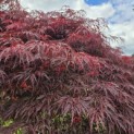 Acer palmatum 'Garnet' - 5