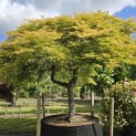 Acer palmatum 'Dissectum' - Foto 2
