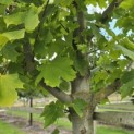 Acer platanoides 'Princeton Gold' - 1