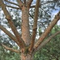 Pinus sylvestris - 4