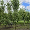 Malus domestica 'Rode Boskoop' - Foto 1