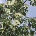 Cornus kousa 'Milky Way' - Foto 4