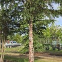 Taxus baccata dovastoniana 'Aurea Pendula' - Foto 3