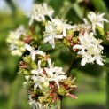 Heptacodium miconioides - impressie bloeiwijze