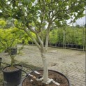 Magnolia 'Susan' - 1