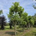 Platanus x Hispanica - mei 2026