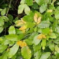 Fagus sylvatica - verjonging zomerblad na snoeibeurt