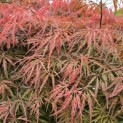 Acer palmatum 'Shigure bato' - Foto 3