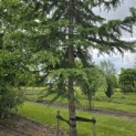 Cedrus deodara - 2
