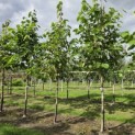 Morus illinois 'Everbearing' - impressie rijtje bomen op de kwekerij van Ten Hoven Bomen in Apeldoorn