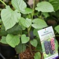 Morus illinois 'Everbearing' - impressie foto