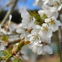 Prunus subhirtella 'Pendula' - 4