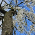 Prunus subhirtella 'Pendula' - 5