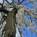 Prunus subhirtella 'Pendula' - 3