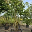 Parrotia persica - 3