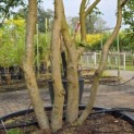 Parrotia persica - 4