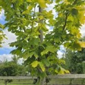 Acer platanoides 'Princeton Gold' - 3