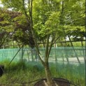 Acer palmatum - 3