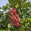 Aesculus x carnea 'Briotii' - 5