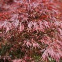 Acer palmatum 'Garnet' - 1