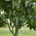 Liquidambar styraciflua 'Palo Alto' - Foto 6