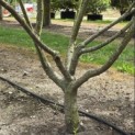Halesia coralina - 1