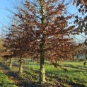 Carpinus betulus - 3